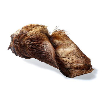 Oreja de Buey con pelo y oído