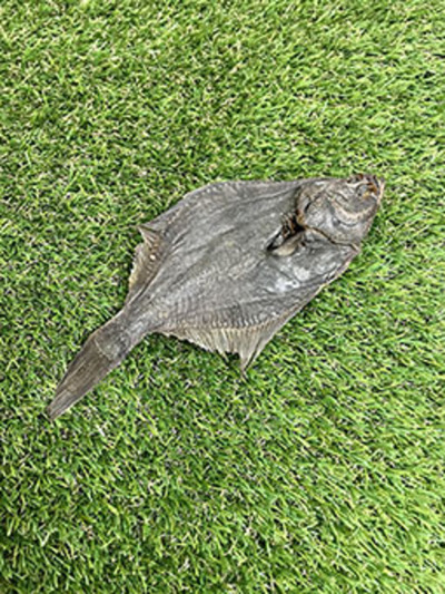Platija deshidratada
